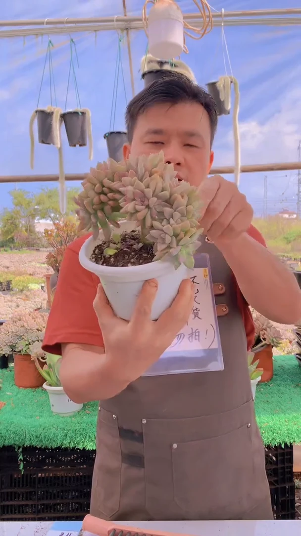 118淡雪缀化一物一拍