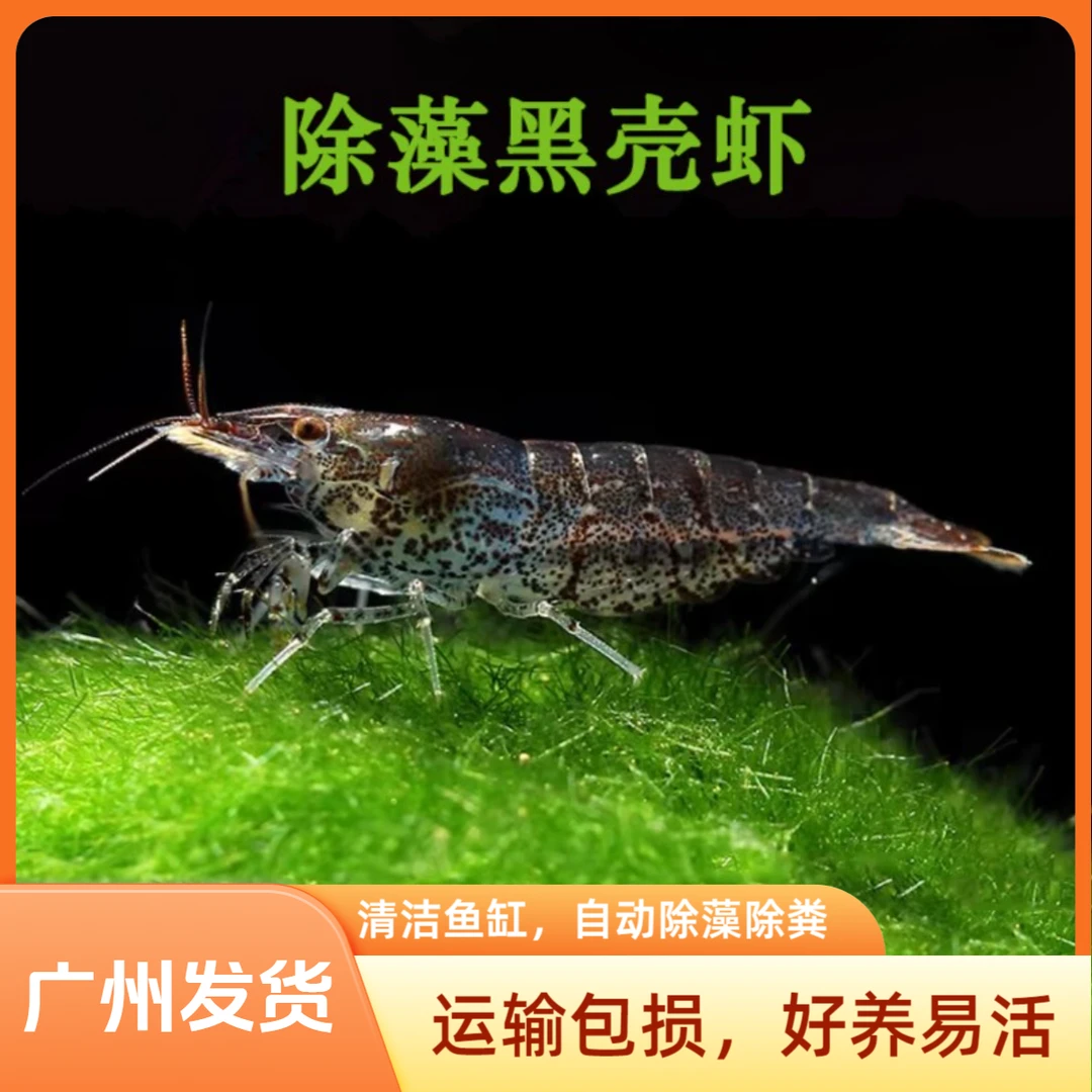 观赏黑壳虾活体除藻工具清洁鱼缸水草吃青苔绿藻虾粮饲料