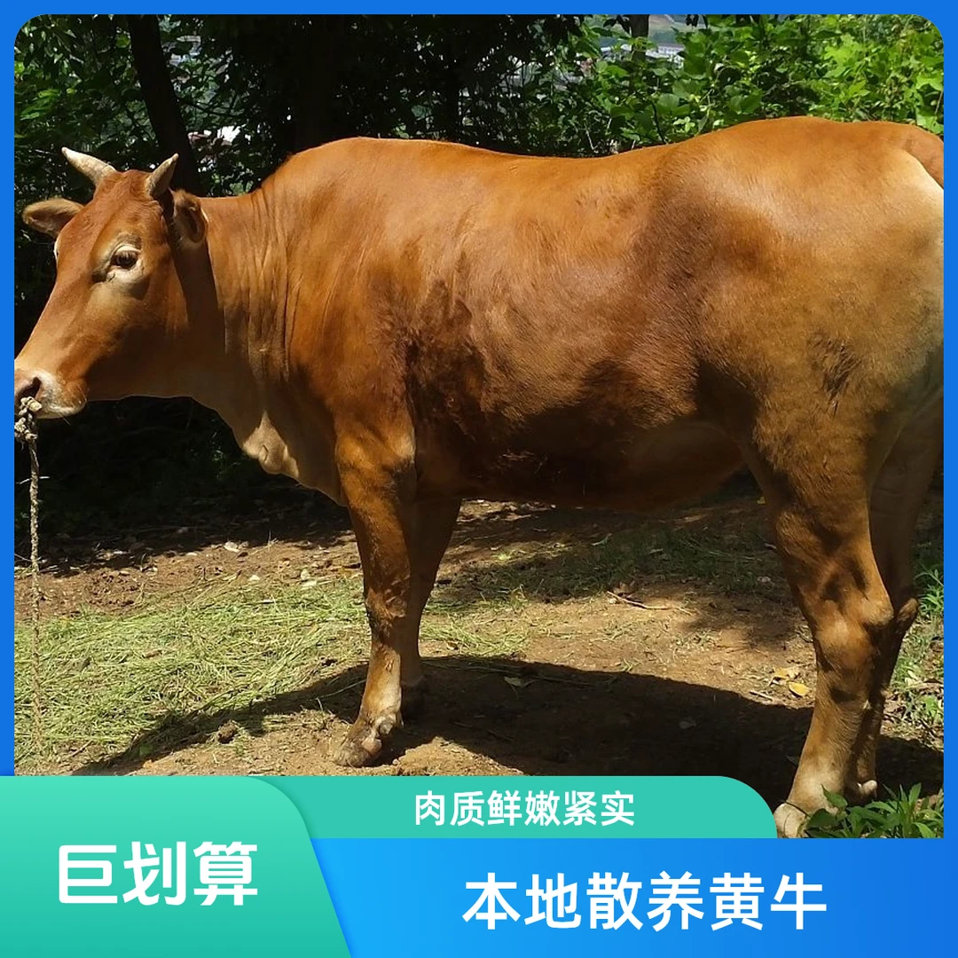 【贵州盘州土黄牛】直播间实际称重为主