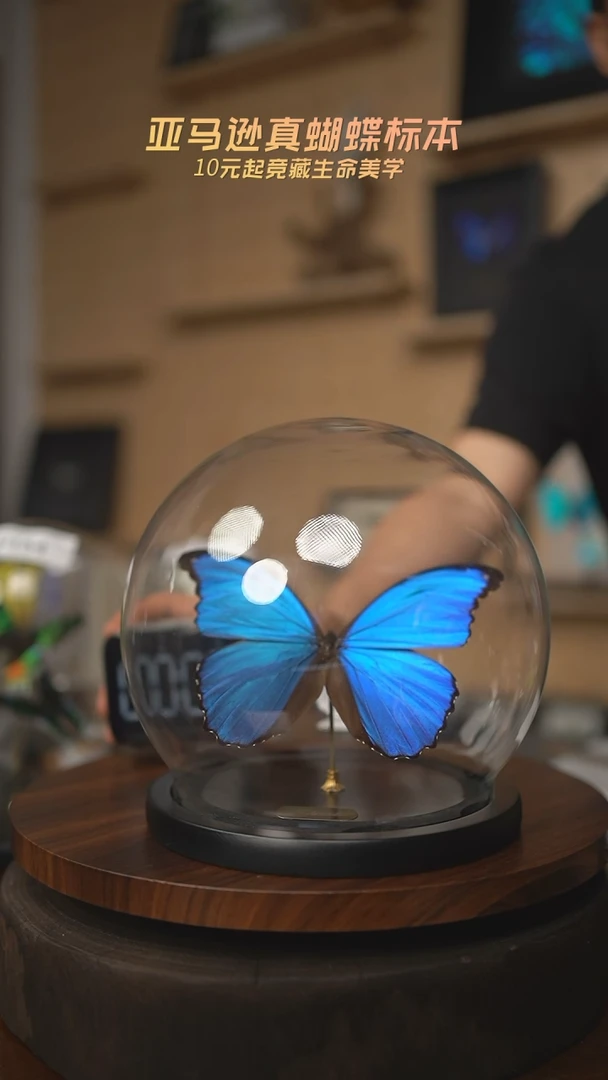 有机玻璃蝴蝶标本F179