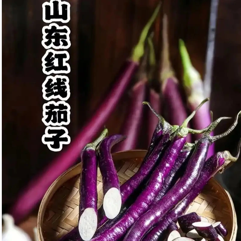 山东红线茄子紫茄子新鲜现摘现发