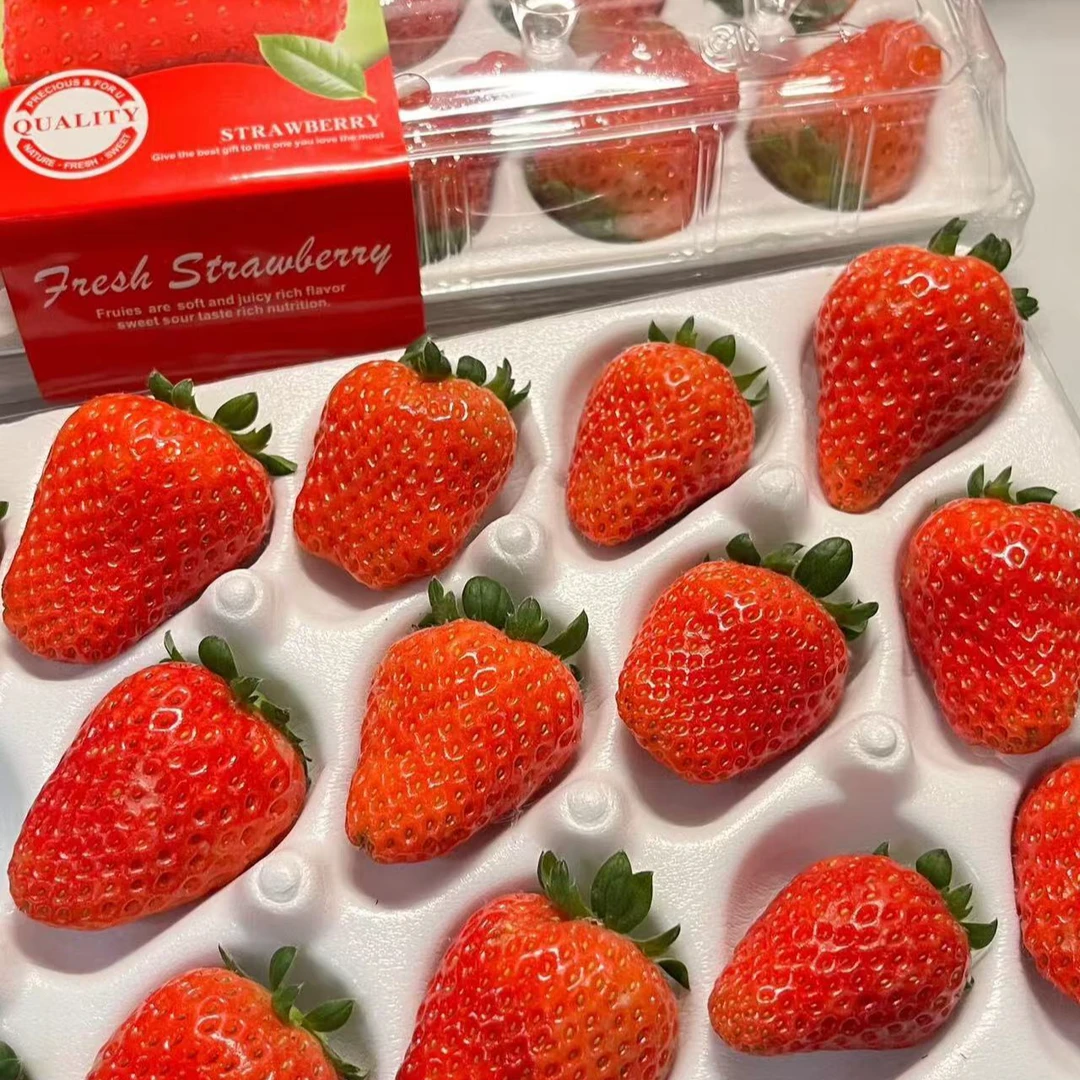 【次日达京东顺丰】陕西章姬红颜奶油草莓巧克力草莓新鲜采摘应季水果陕西省