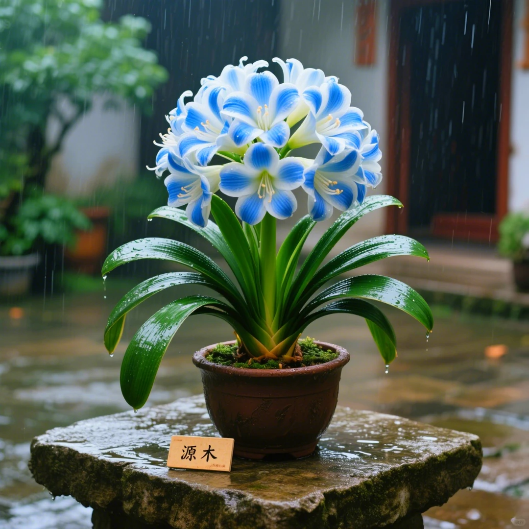 【精品推荐】宽叶君子兰花卉阳台花苗盆栽四季常青植物好养绿植水培