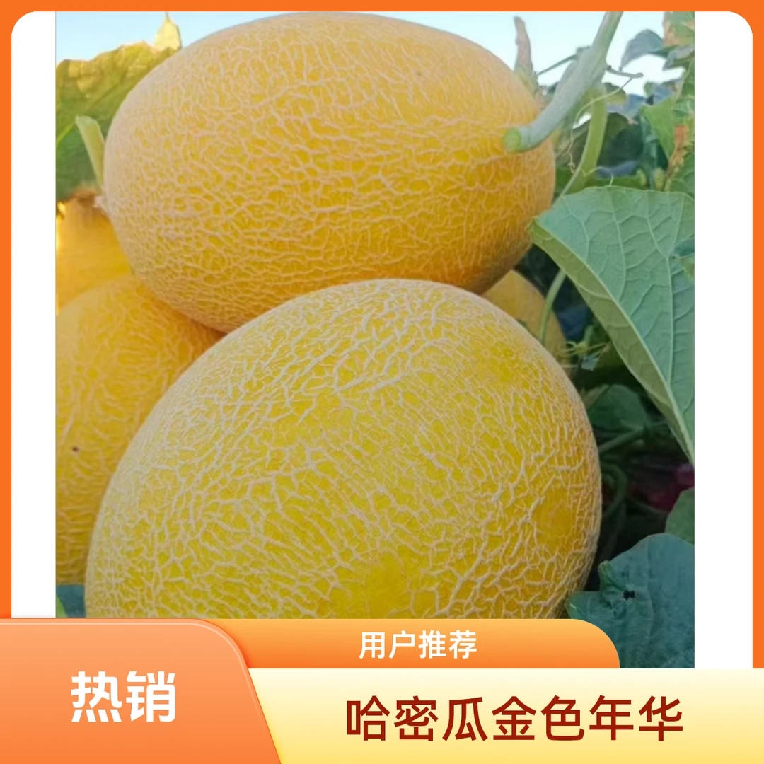 新疆哈密原厂地直发金色年华哈密瓜现摘现发脆甜多汁新鲜水果