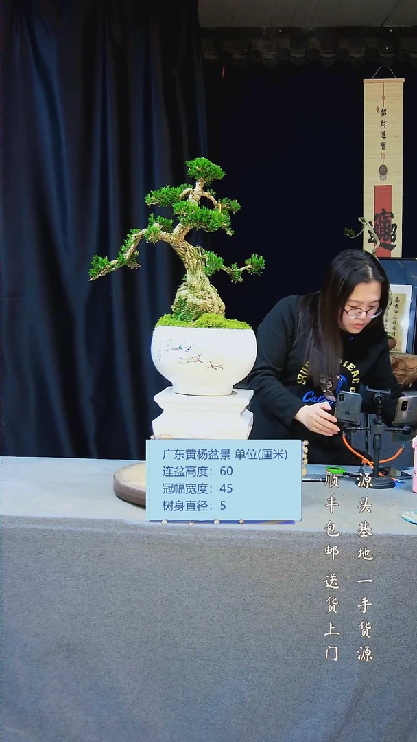 【闪购商品】黄杨盆景黄杨盆景