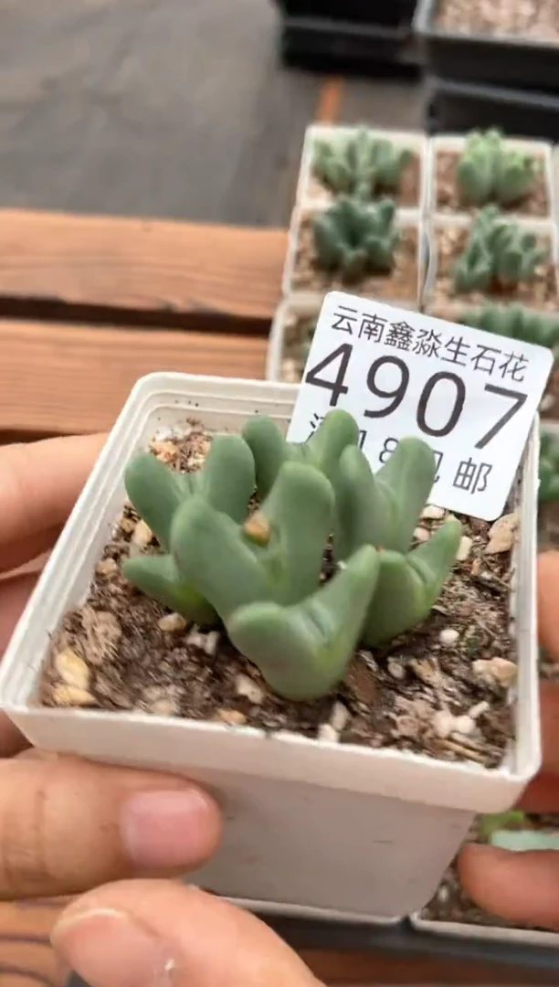 4907特价七方少将群有疤瑕疵发货1盒