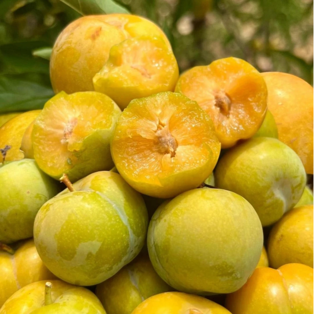 【顺丰空运包邮】正宗六马蜂糖李（优级果）贵州镇宁45mm-49mm3斤-5斤贵州省