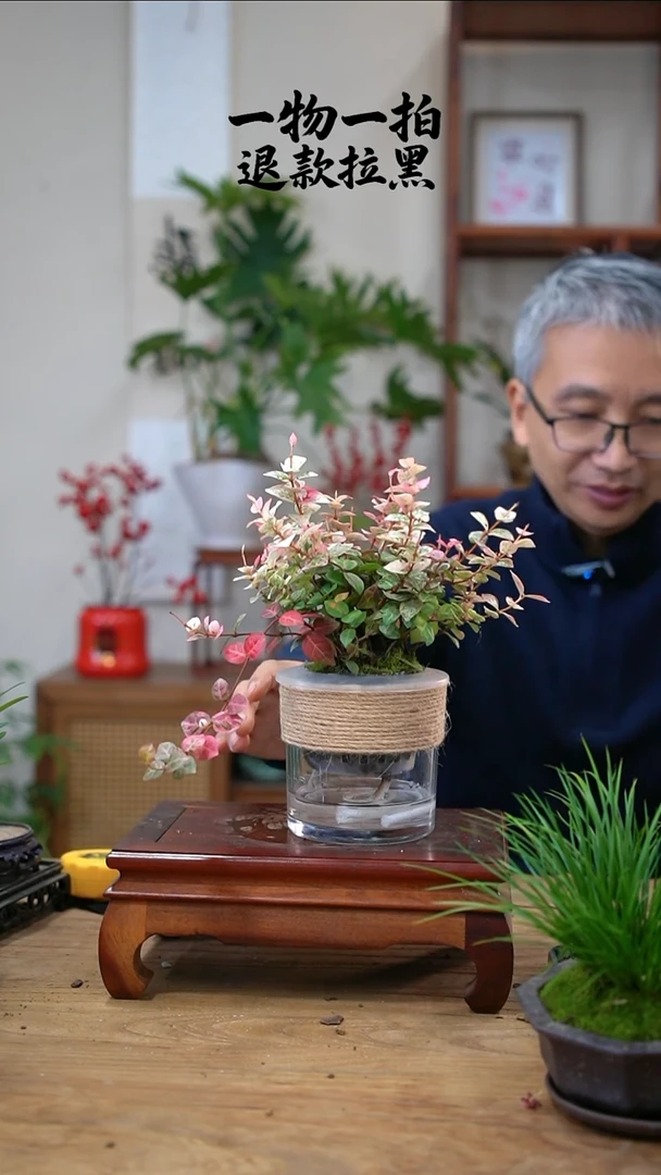 完全开放雨**虹花叶320