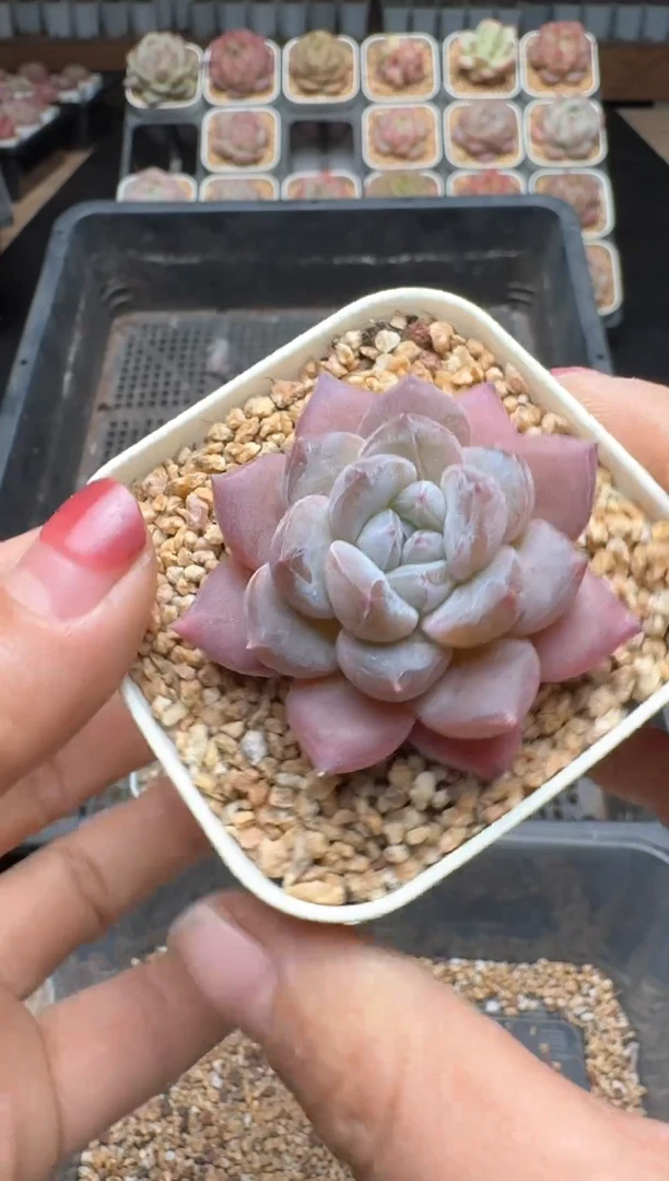 【闪购商品】253A号一物一拍多肉花卉植物拍3颗起发