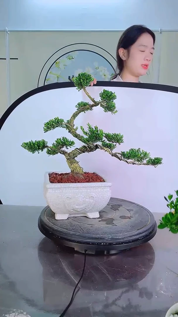 无花朵广东雀舌皱皮黄杨高端盆景