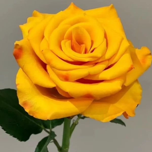 小院家 辉煌 德国渐变色切花 抗病耐热耐开多季开花灌木