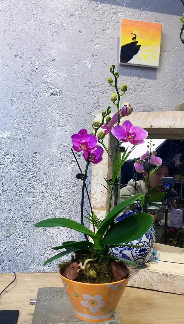 大部分花苞少量开放435小众蝴蝶兰艺术盆景一物一拍