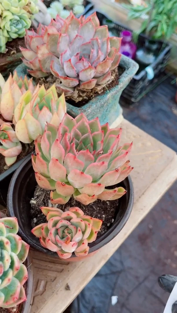 08067多肉植物一物一拍