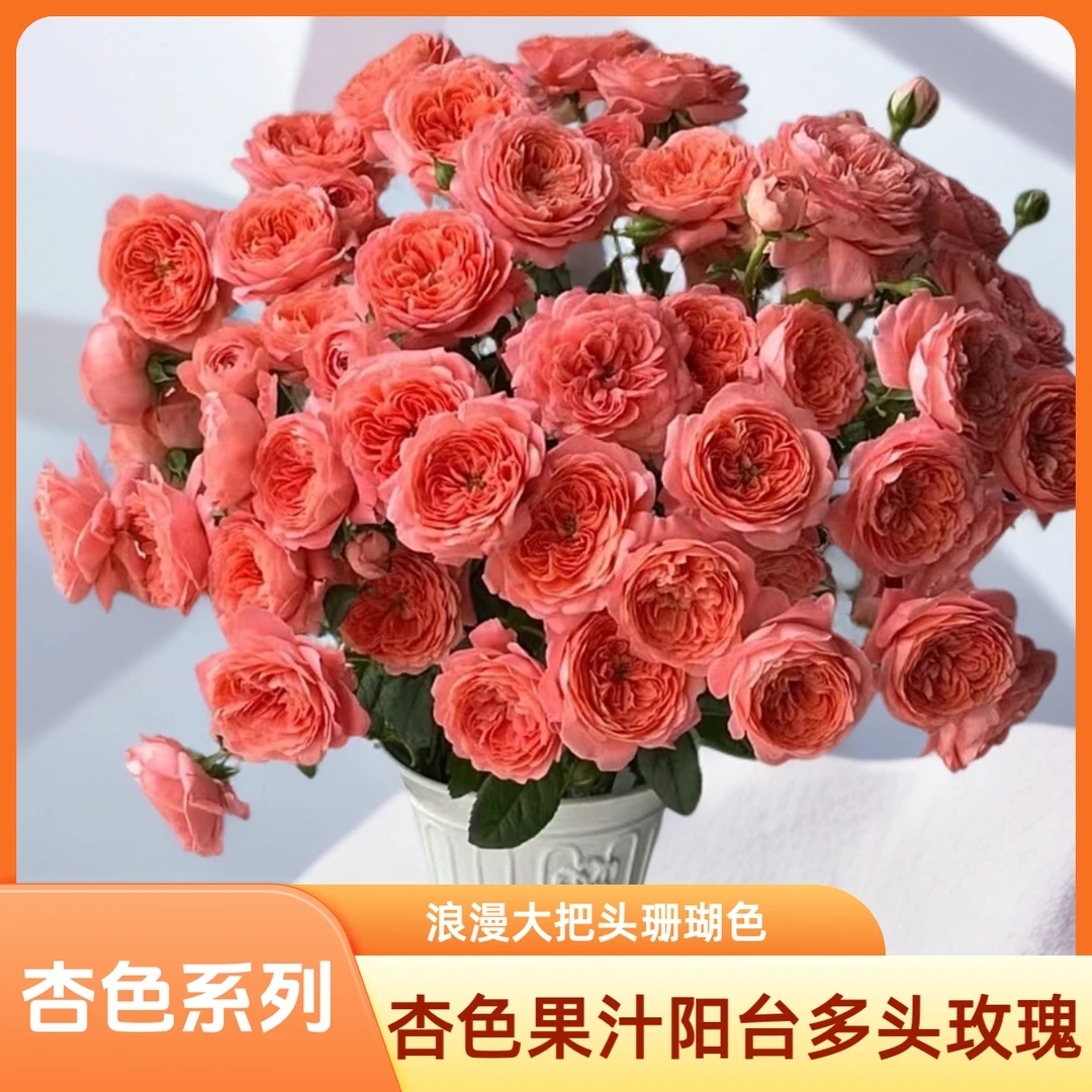 【AAA杏色果汁阳台多头玫瑰】春暖花开的高饱和度橙色，花瓣层次丰富