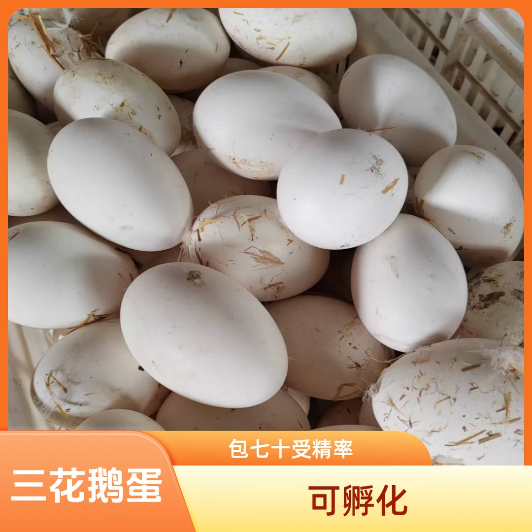 三花鹅蛋新鲜大鹅蛋孵化用