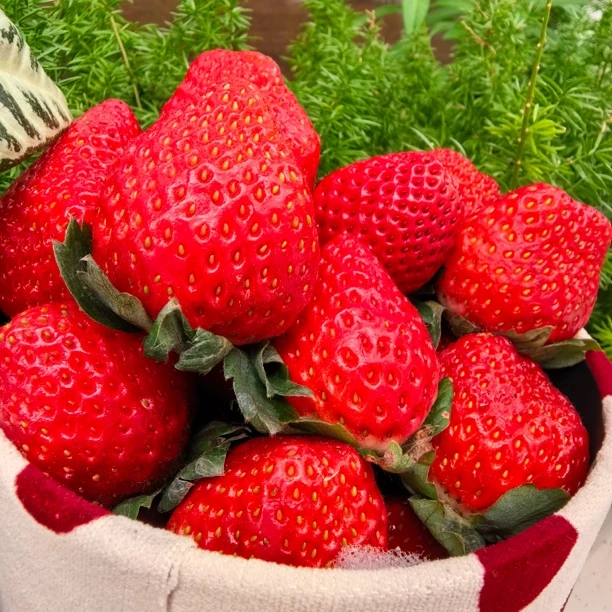 四川大凉奶油草莓盒装精选【顺丰京东包邮】草莓新鲜现货L