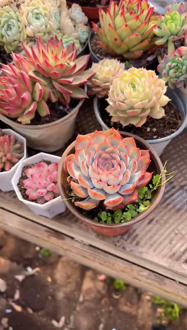 ?**云阿迷洲多肉29311