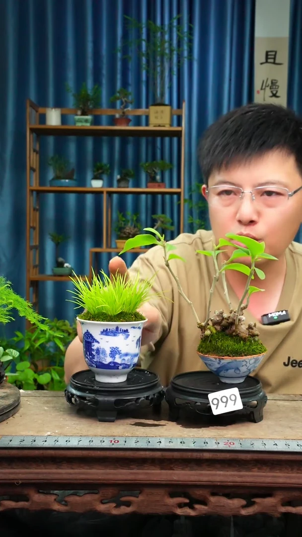 无花朵苔藓微景观999号