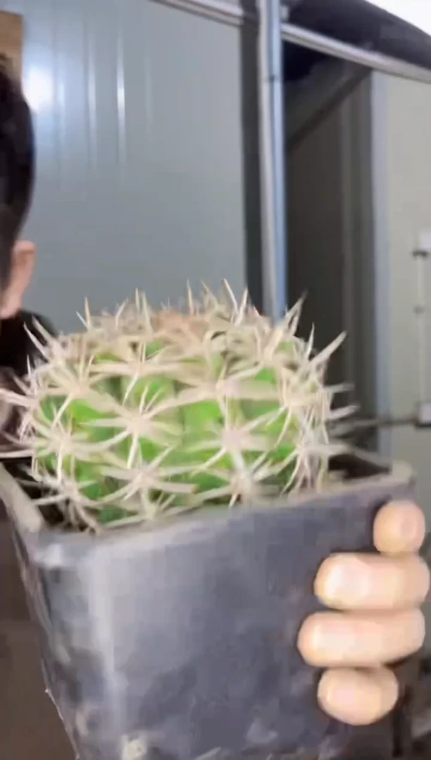 【闪购商品】碧岩玉【带根】8-10cm