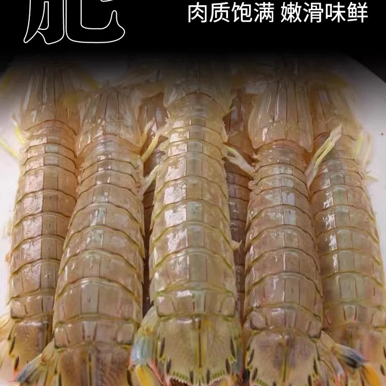 皮皮虾（保鲜不保活） 鲜活蒸熟即食海鲜水产海虾琵琶虾爬子 次日达