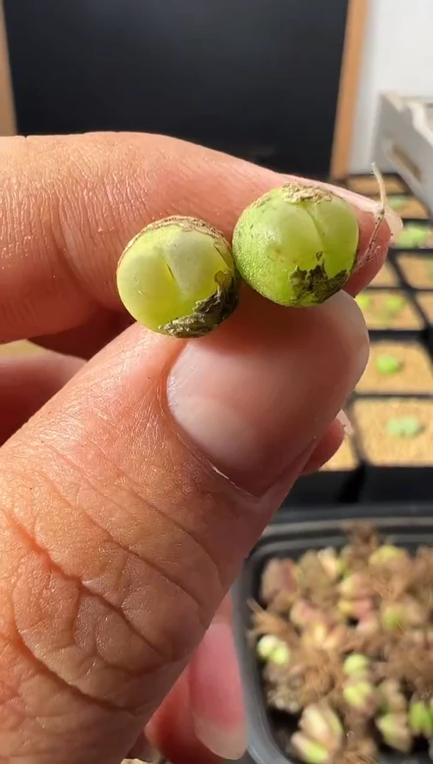 一物一拍         585