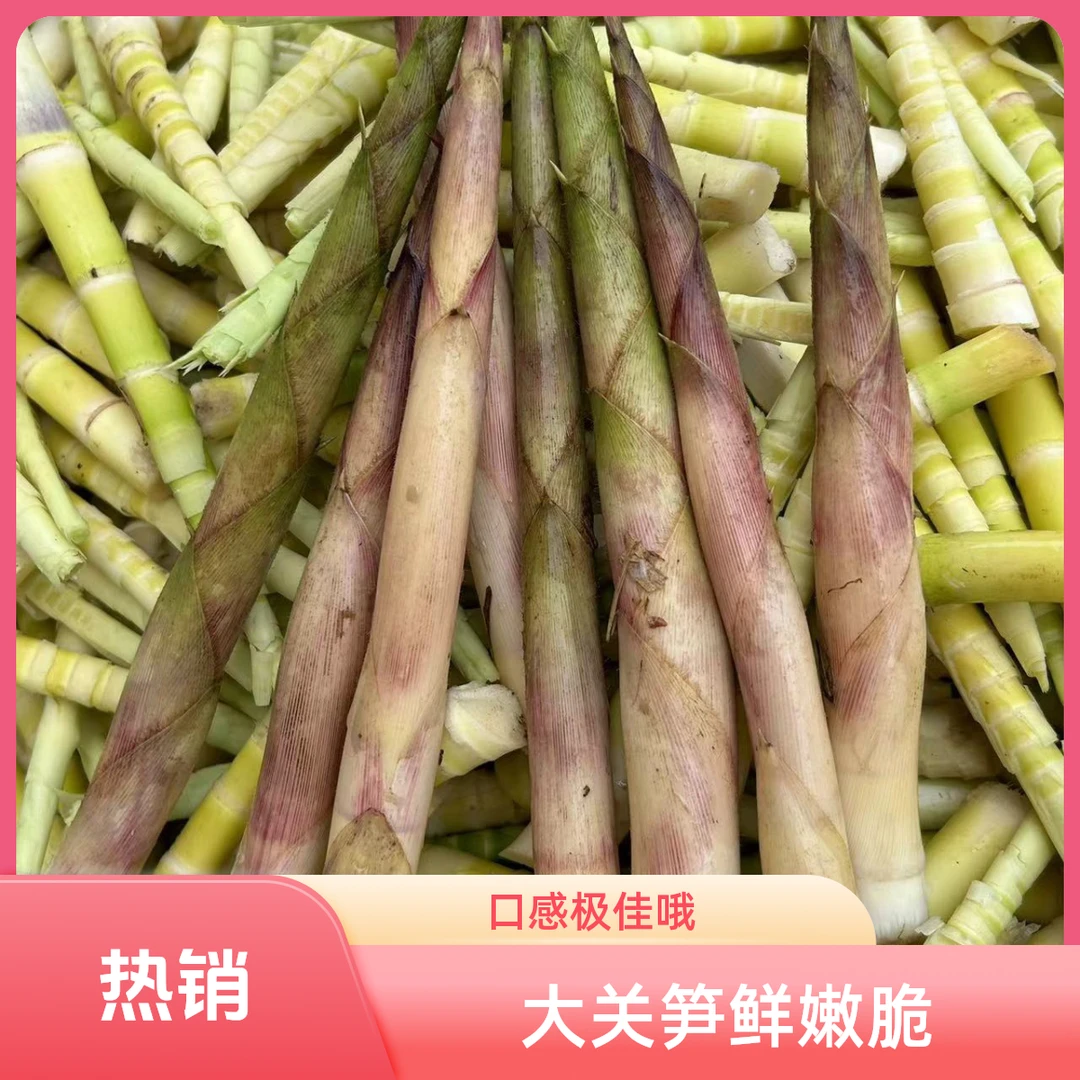大关本地新鲜罗汉笋 筇竹笋 竹笋