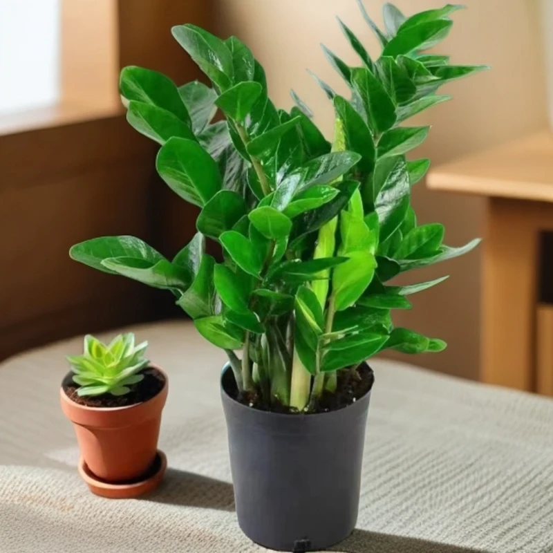 金钱树盆栽观叶四季植物造景室内盆栽绿植花卉客厅绿植大盆栽