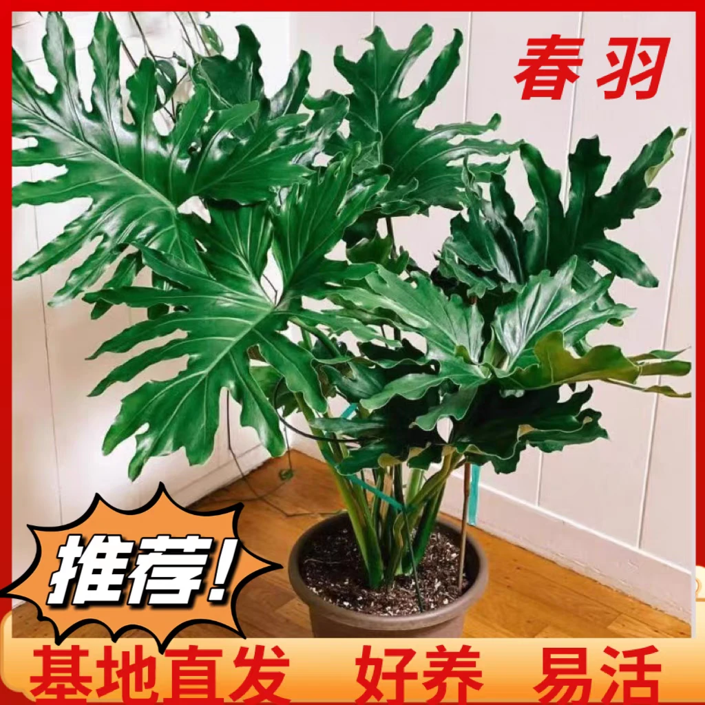 特大苗 带龙鳞 春羽绿植室内懒人观叶易活四季常青吸甲醛净化空气