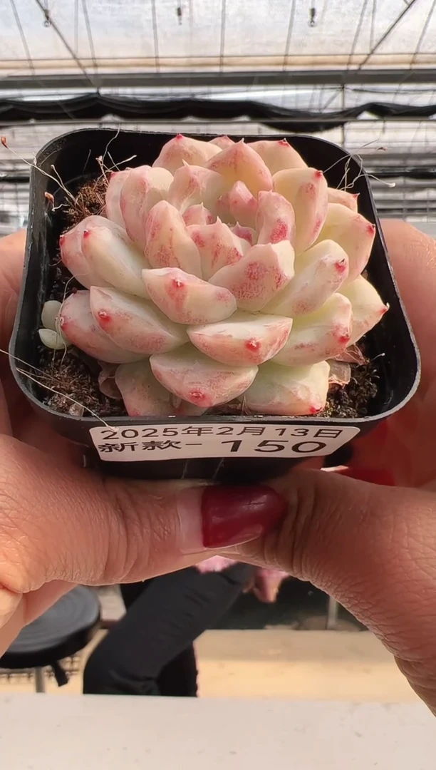 【闪购商品】新款多肉-150