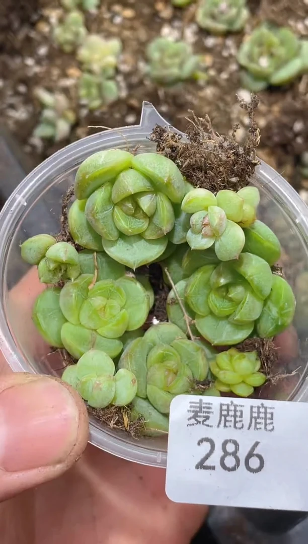 286遥遥领先    量拍