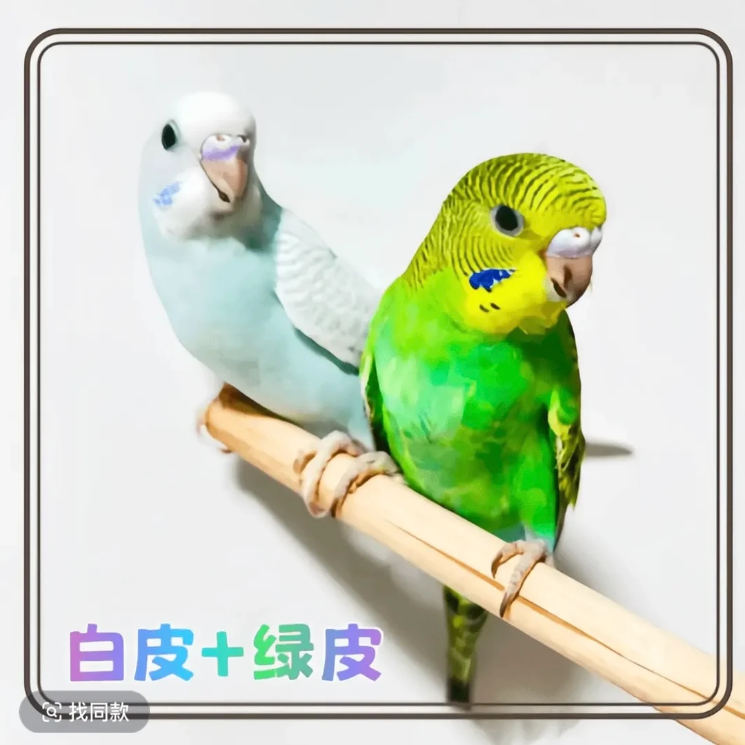 鹦鹉活体会说话的手养虎皮