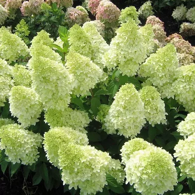 2加仑【石灰灯】地栽露养圆锥绣球 阳台庭院耐寒热多季带花苞