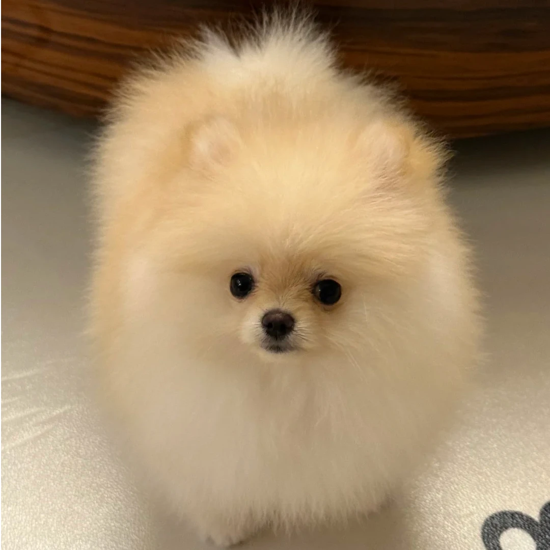 活体狗狗链接一物一拍