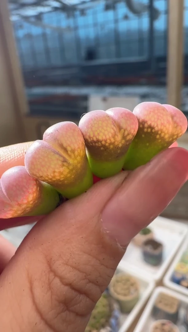 29-69多肉植物肉锥c10一颗