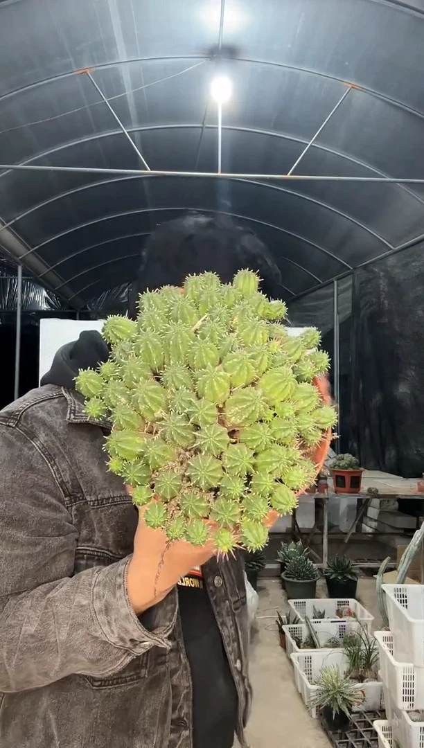 【闪购商品】红刺麒麟