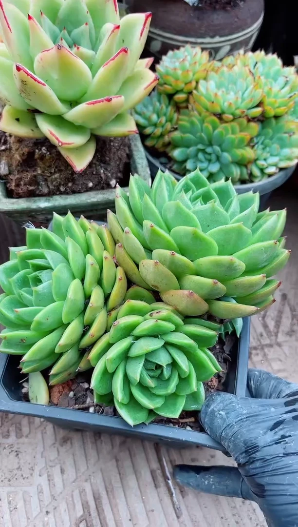 香****）26109多肉植物一物一拍