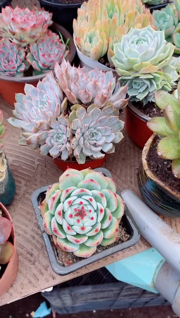 暗*多肉植物一物一拍15097