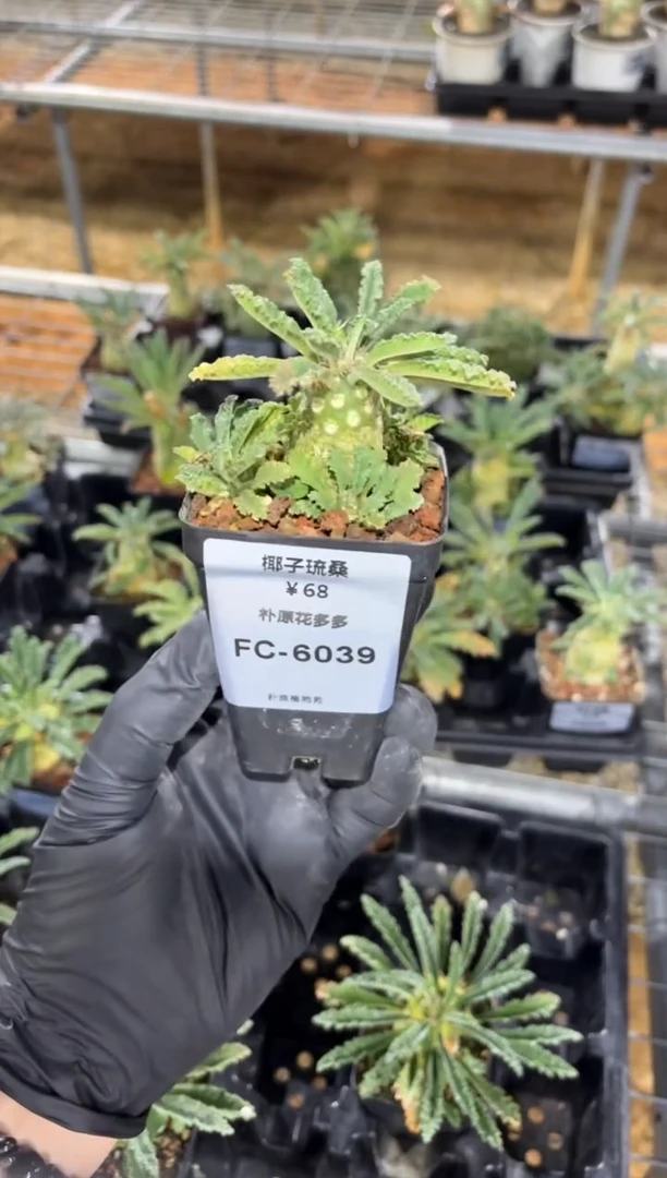 椰子琉桑FC-6039