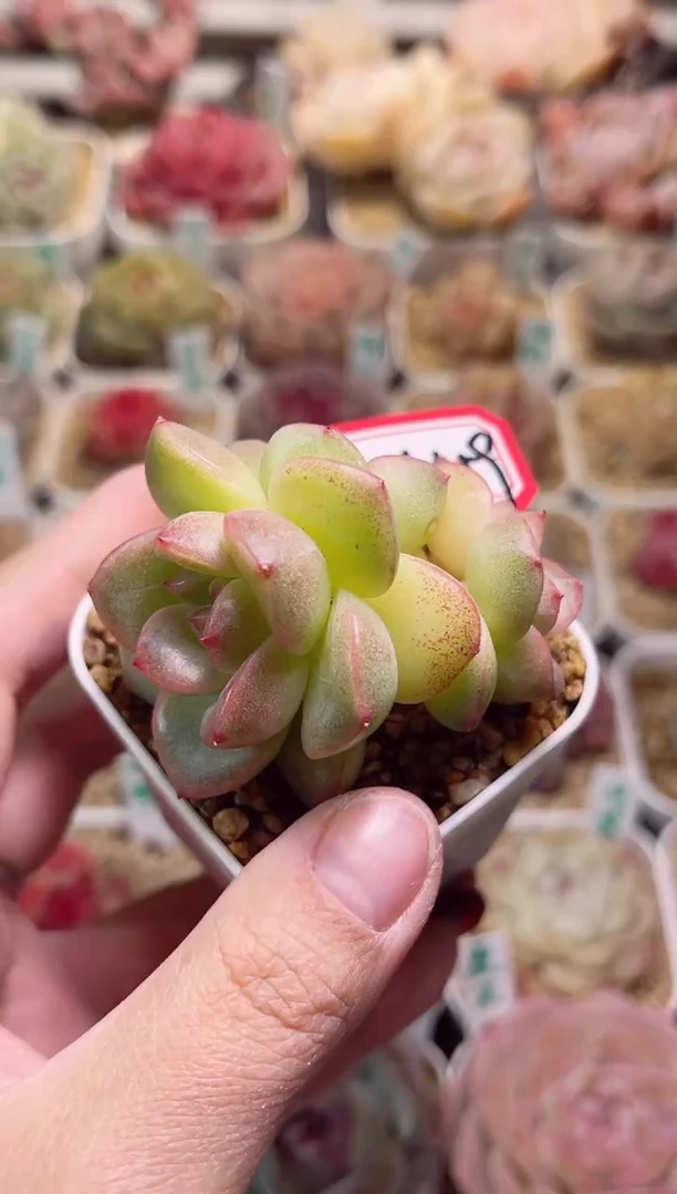 【闪购商品】H459抹茶泡泡一物一拍