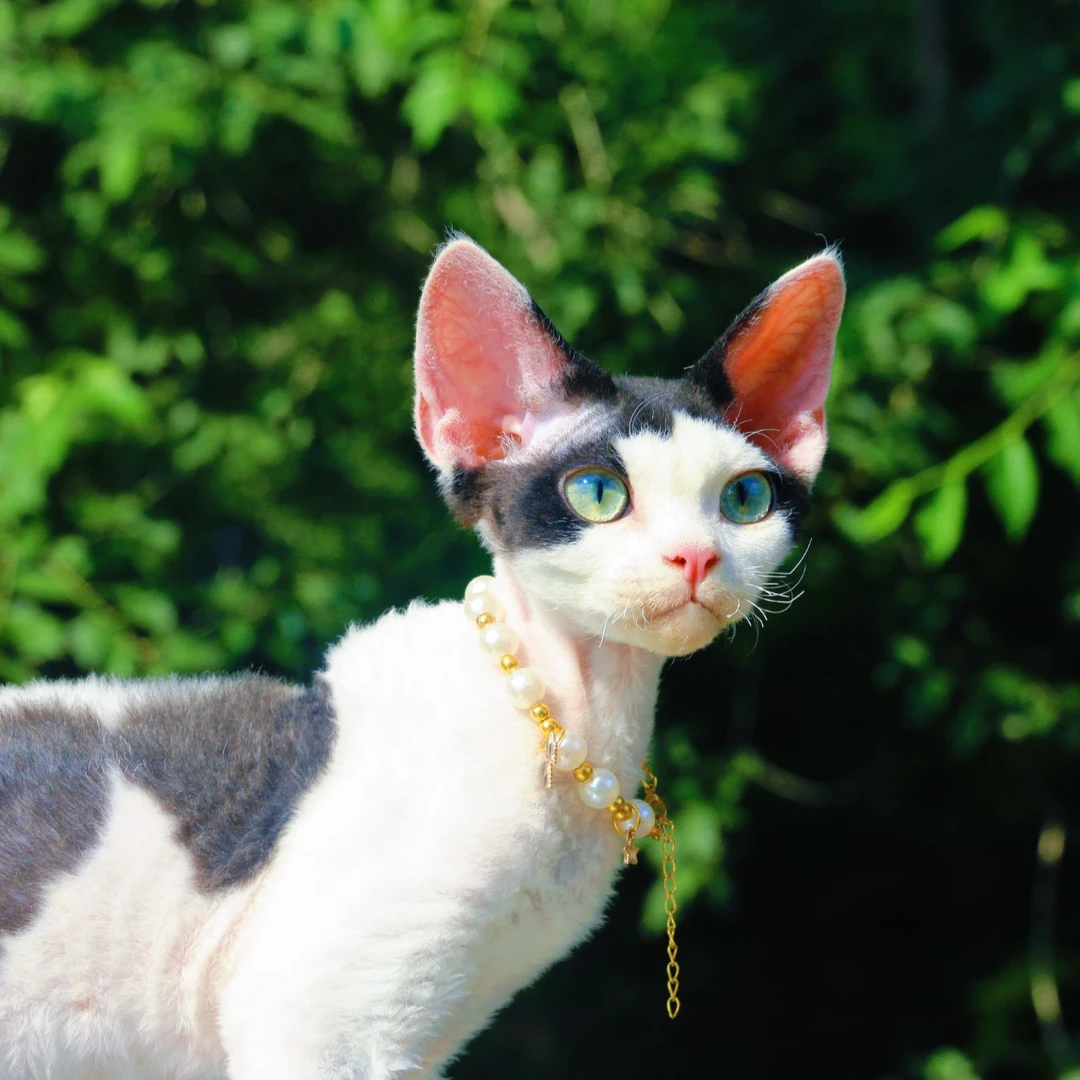 （王大白家）T德文猫咪活体