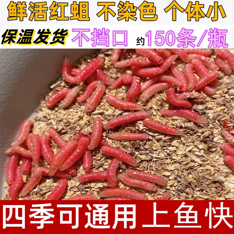 鲜活红蛆虫非染色浓香腥湖库溪流石斑马口鲫鱼白条公鱼野钓鱼饵料