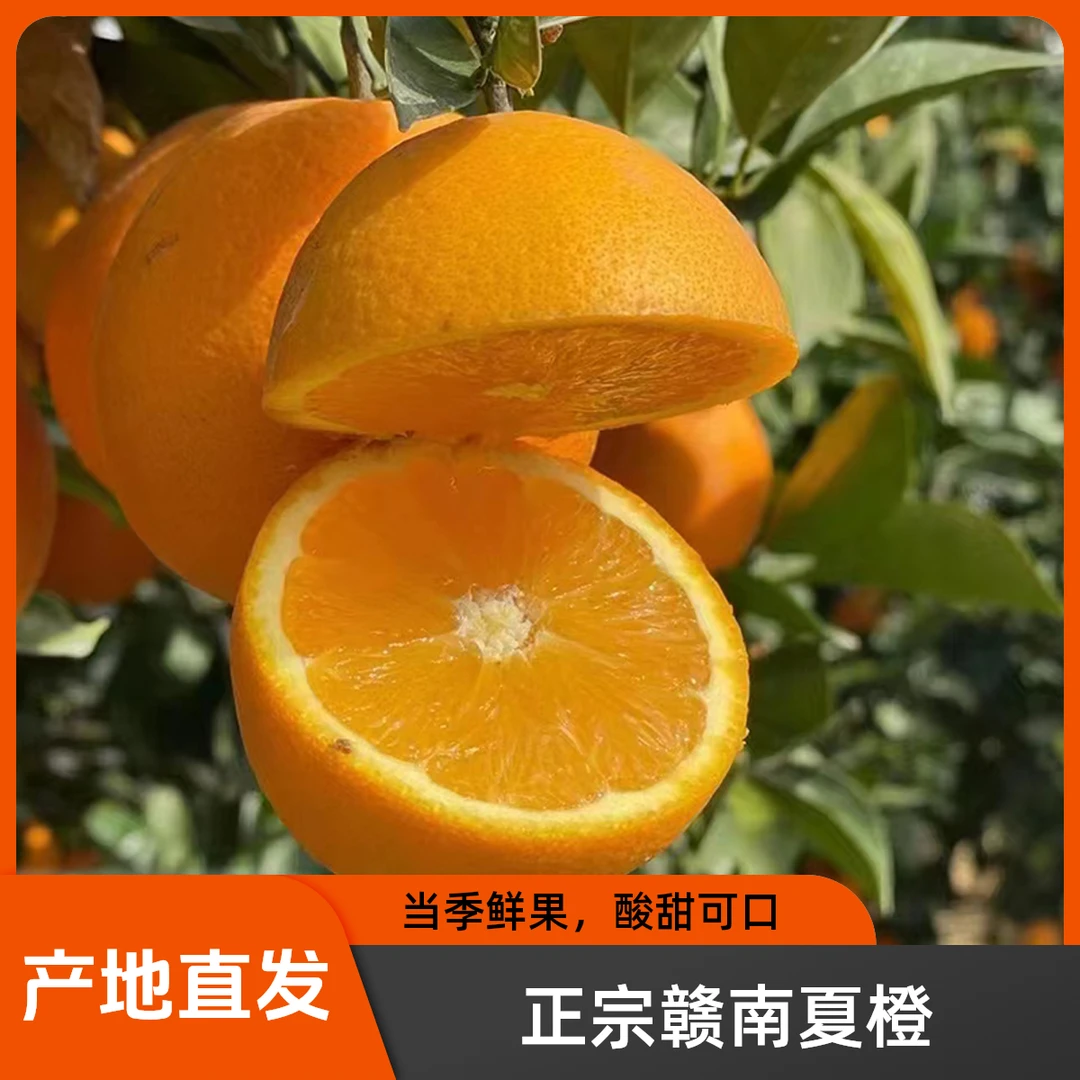 江西赣南夏橙新鲜现摘甜橙孕妇应季水果5/10斤装橙子【产地直发】