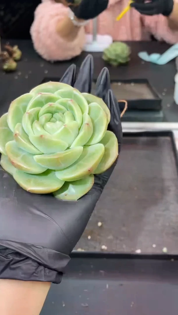 闪购1035  艾格尼斯之心母本多肉一颗  8厘米