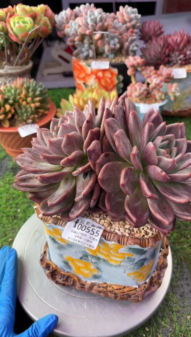 昆明印象多肉00555