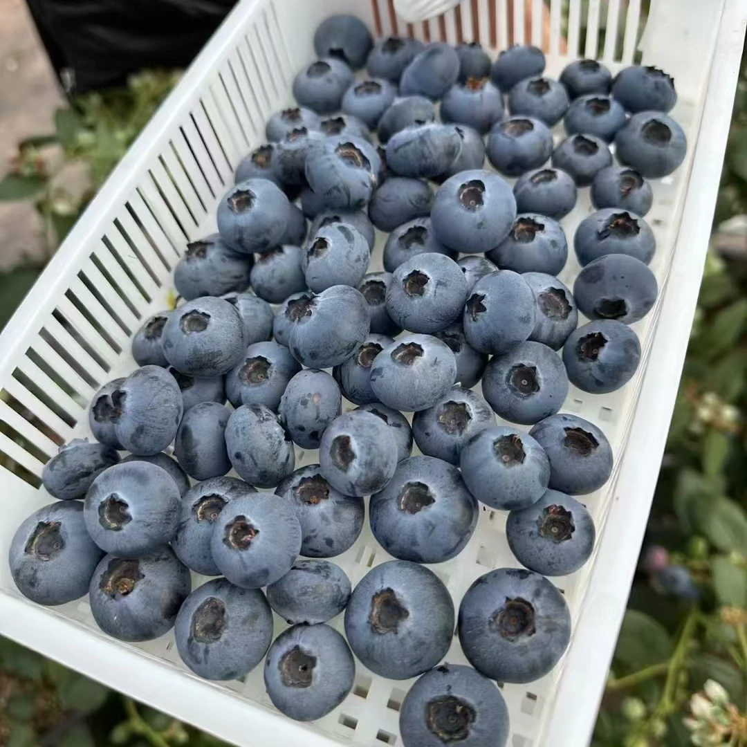 （京东顺丰包邮）大凉山高山花香蓝莓新鲜采摘发货脆甜无酸