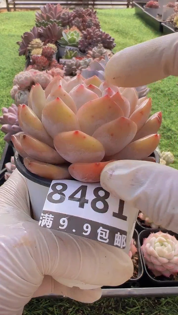 【闪购商品】信福多肉一物一拍