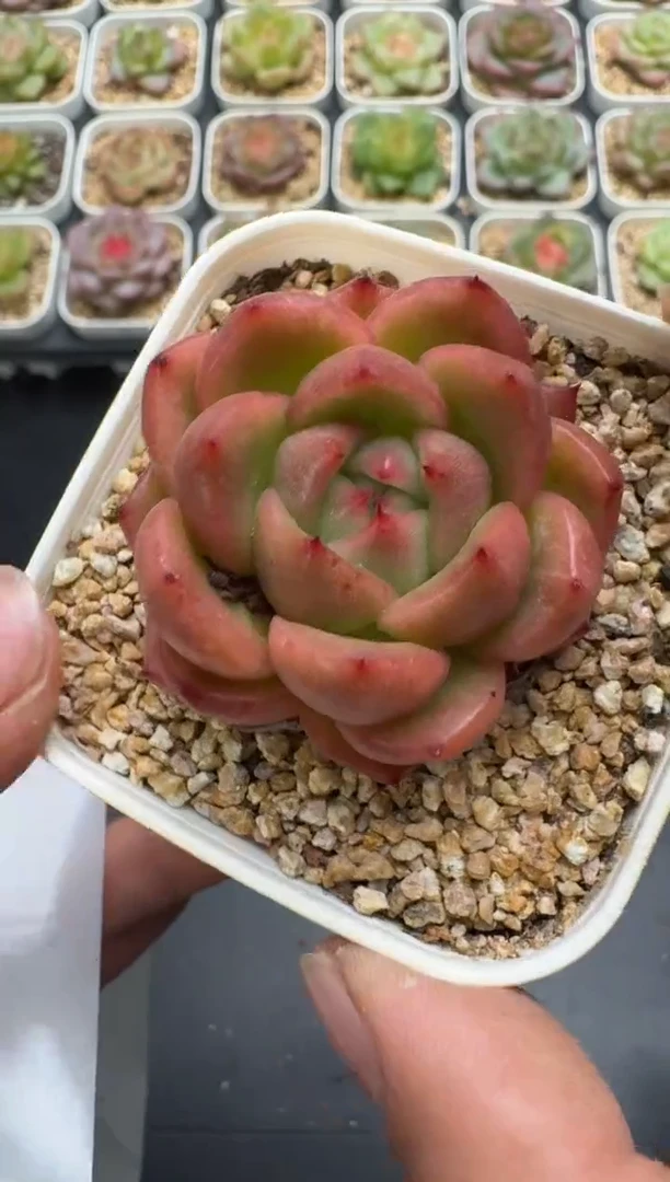 568E云禹多肉植物 带盆土纸巾打包 3颗包邮