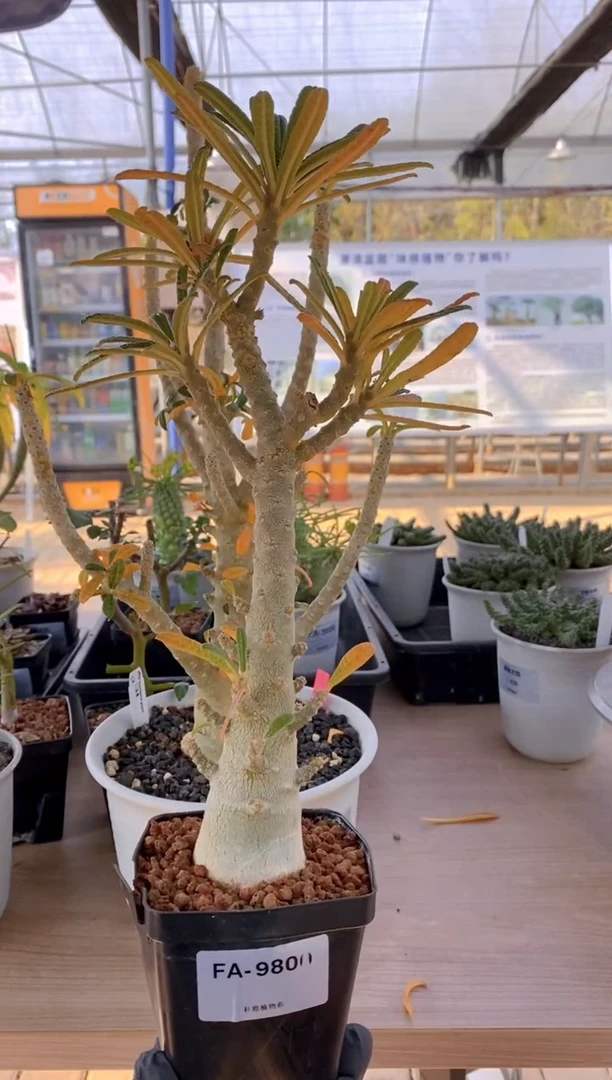 【闪购商品】实生巨琉桑FA-9800