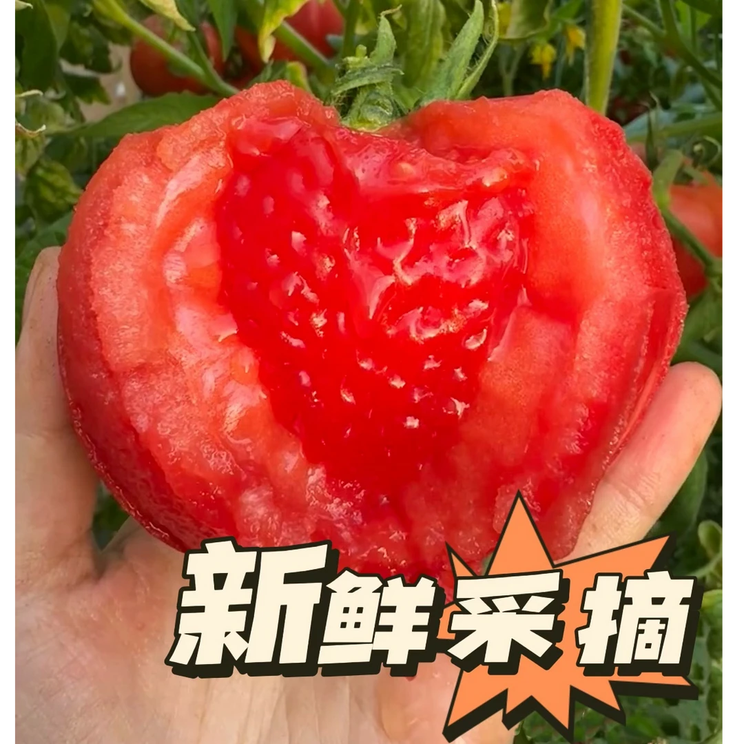 小红姐姐【5斤带箱】大红西红柿露天种植新鲜农家沙瓤西红柿不催熟