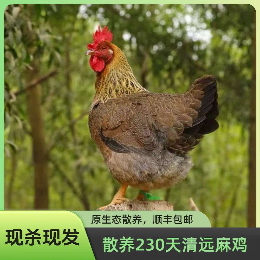 2只  230天散养清远麻鸡    汤干净发货 顺丰包邮